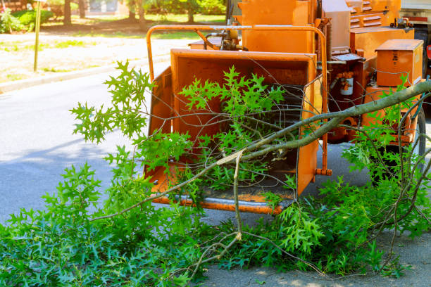 Tree Service Company in Tickfaw, LA